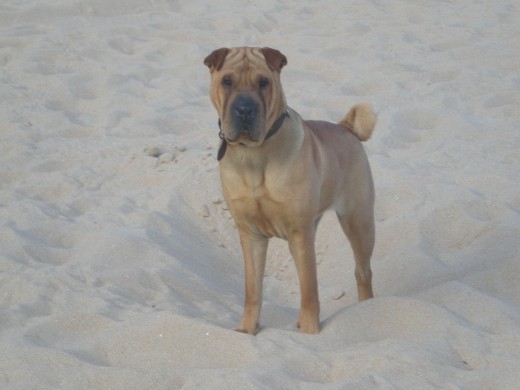 SHAR PEI  EN CHINO SIGNIFICA PIEL DE ARENA,QUIEN LO DIRIA VERDAD,!!
ELLA ES FRIDA LA NIÑA DE MIS OJOS CON 14MESES,ES LA MAS BUENA CARIÑOSA LISTA Y POTENTE QUE CONOZCO ,ES UNA RAZA EXCEPCIONAL 